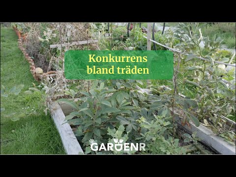 Konkurrens bland träden - Trädgårdshacks med GardenR