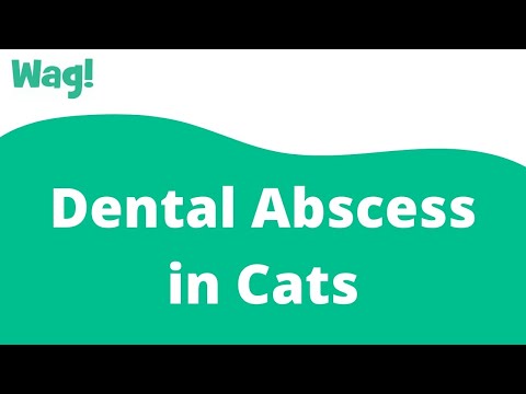 Dental Abscess in Cats | Wag!