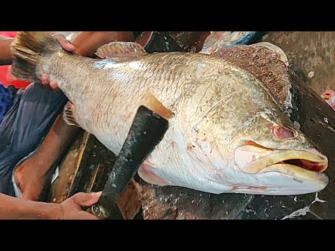 Amazing Huge Bhetki Fish Cutting Live In Fish Market | Fish Cutting Skills