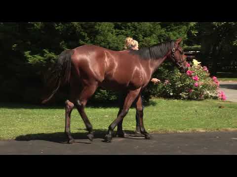 Lot 278, Reliable Man   Outshine  Karaka 2019