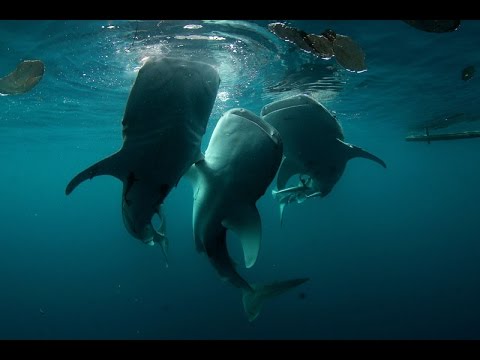 Cenderawasih Bay | Ambon | Underwater HD Teaser Video by Freedom Divers Phuket