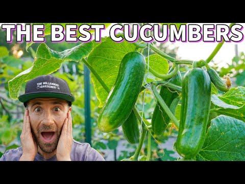 , title : 'These Are The BEST CUCUMBERS I've EVER Grown! 3 Incredible Cucumber Varieties'