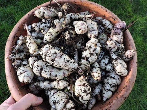 download lagu mp3 mp4 Mashua Nasturtium, download lagu Mashua Nasturtium gratis, unduh video klip Mashua Nasturtium