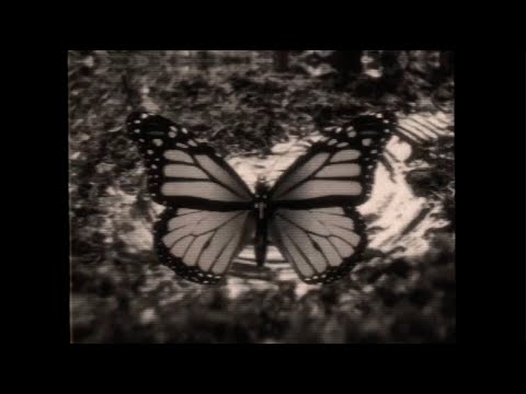 Violet Grohl - THUM (Official Lyric Video)