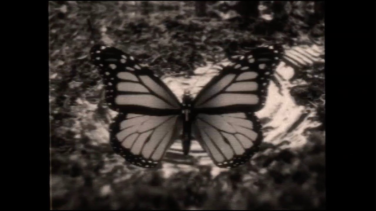 Violet Grohl - THUM (Official Lyric Video) - YouTube