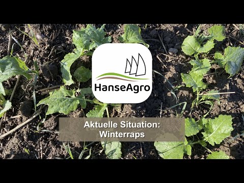 Aktuelle Situation: Winterraps
