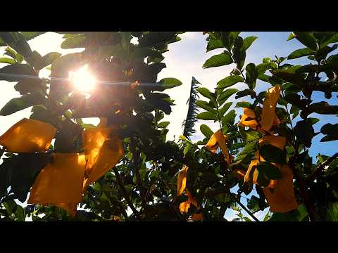 Tô de férias, ao som da vida. A Voz, O Violão nº 339 - 23.07.2026.