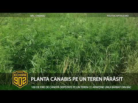 PLANTA CÂNEPĂ PE UN TEREN PĂRĂSIT
