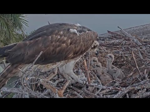 Captiva Osprey Cam | Andy bring live fish early in the morning for 3 babies | 25.02.2022