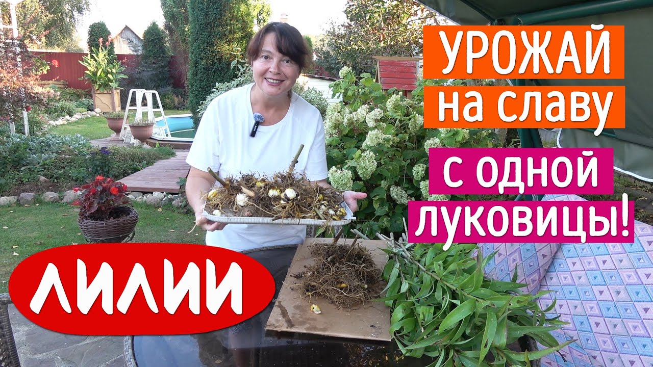 Накопала урожай с ОДНОЙ луковицы! Научу Вас также!