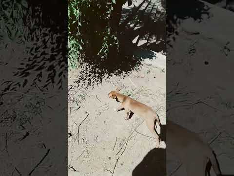 santa rosa de Calamuchita