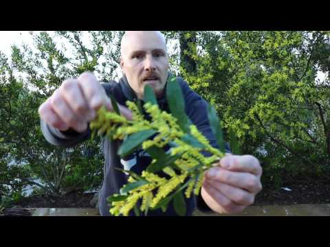 ACACIA LONGIFOLIA - Nitrogen Fixing Trees