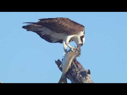 Osprey uses its powerful talons to grip a large mullet as it feeds on it