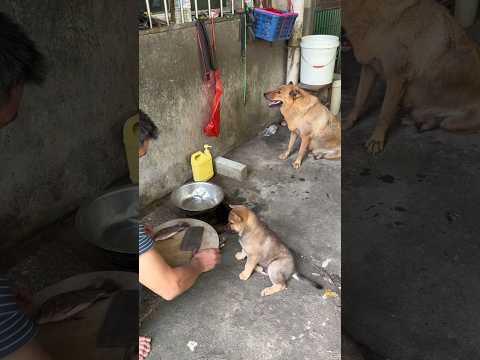 🇨🇳 原来善良真的会遗传，小奶狗学着妈妈的样子救下这条鱼 🇬🇧 Kindness Is Inherited: Puppy Follows Mother to Save a Fish