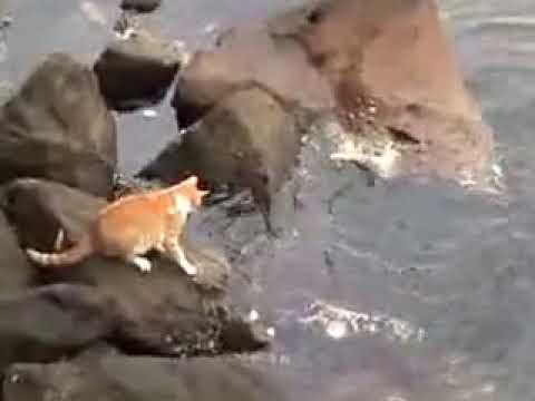 kedi balık avında
