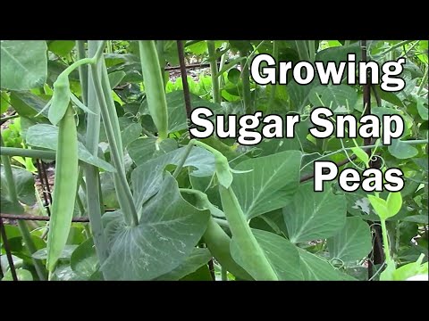 Vertical Gardening 12 Vegetables That Can Be Grown On A Trellis