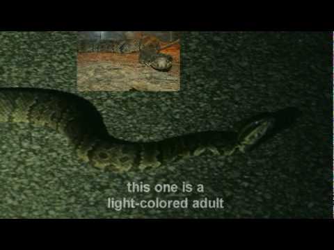 download lagu mp3 mp4 Blackbear Bbq Wetherill, download lagu Blackbear Bbq Wetherill gratis, unduh video klip Blackbear Bbq Wetherill