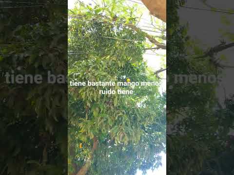 abundante mango 🥭 en.bella vista corrientes