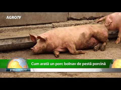 , title : 'cum arata un porc bolnav de pesta porcina 10 07 2018'
