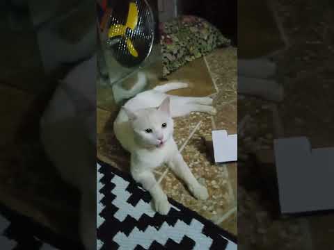 cute white  cat#youtube #short