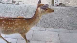 preview picture of video 'Nara Deer Park - Japan - September 2014'