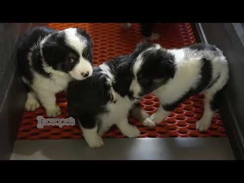 Tour Your Puppy's Home