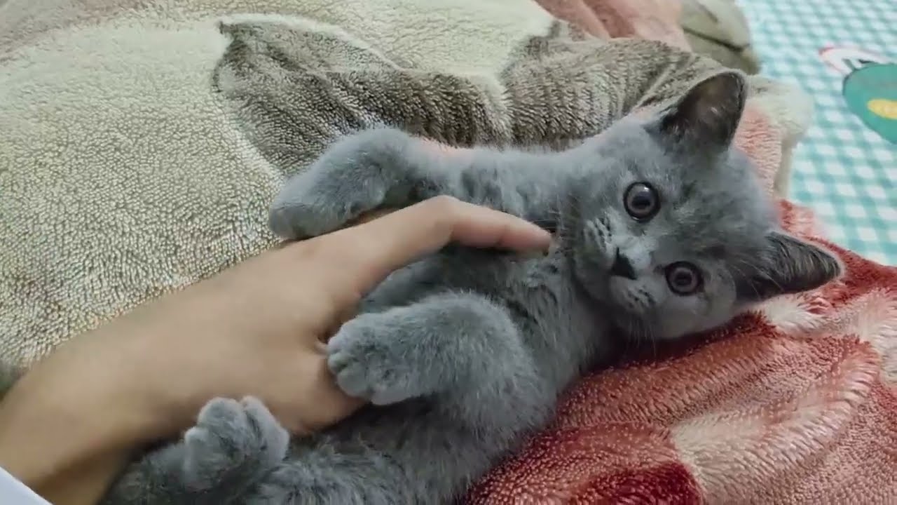 とてもかわいい子猫 part 16 || 子猫 2022