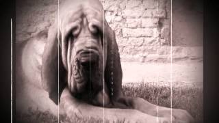 Bloodhound Gang - Kids in America