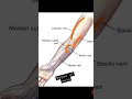 Types Of Vein Shorts Info