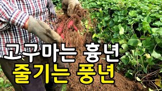 고구마 미리 캐 보았어요. 수확시기 늦춰야 할듯 하네요
