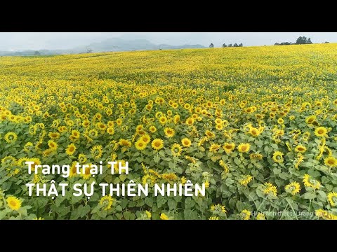 Tham quan trang trại bò sữa TH True Milk