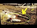 They Thought it was the Remains of a Horse, Looking Closer, they Experienced a Real Shock