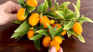 Sarımsak ve limondan 150 kat daha güçlü! Tüm bakteri ve mantarların yok edilmesi. öksürük yok