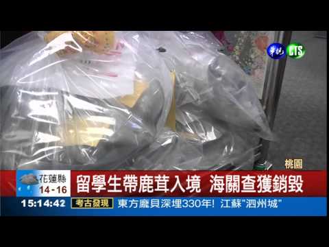 帶鹿茸入境 遭海關查獲銷毀