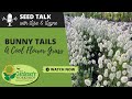 Seed Talk #86 - Bunny Tails - A 'Cool Flower' Grass
