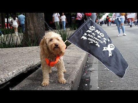 WATCH: It's not my pet, it's my family