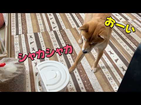 【どこで覚えた？】ますます飼い主の気の引き方が人間っぽくなってきた柴犬　ビーナスブリッジ