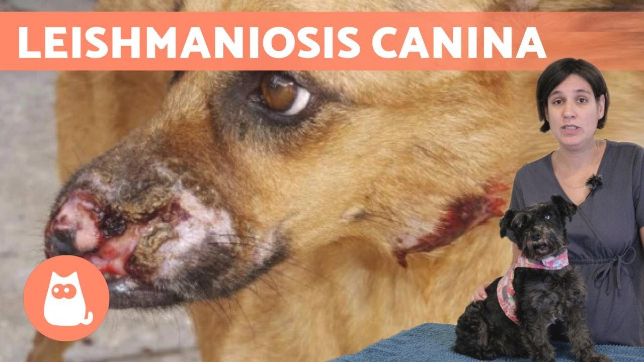 LEISHMANIA en perros 🐶🦟 Síntomas, tratamiento y prevención