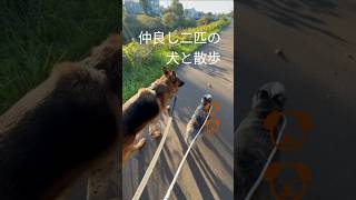 二匹と散歩#犬のいる暮らし#散歩#犬好き#いぬ#シェパード犬#doglife#dogshorts#出会ってくれてありがとう#大型犬のいる生活 #大型犬のいる生活#癒し
