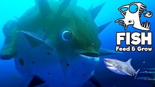 Fish Feed And Grow Spielen Fish Feed And Grow Spielen