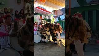 Download lagu can macanan singo raung cilik loncat dari atas drumband mp3