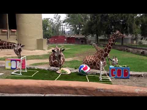Elephants and gorillas predict World Cup outcomes at Mexican zoo