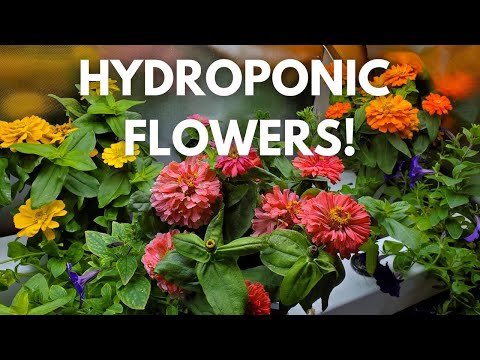 Indoor Hydroponic Flowers!