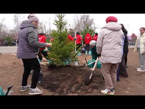 Хвойные деревья высадили возле поликлиники в поселке Трудовое.