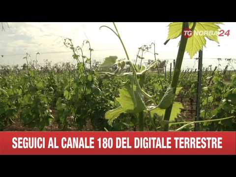 LECCE FALANGHINA MADE IN SALENTO