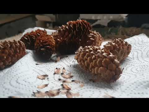 Growing sitka spruce from seed. Part 1 collecting, sowing and stratification. Seed giveaway.