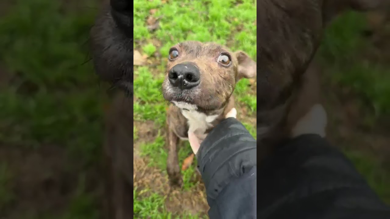 Phillis, a Adoptable mixed breed in Fresno, CA video 6/6