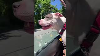 Video preview image #1 Mutt Puppy For Sale in Rockville, MD, USA