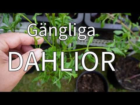 Toppa dina gängliga dahlior