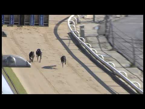 Greyhound 2022-13.06.2022 Trial 6
